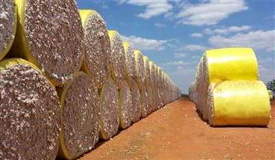 סרט עטיפה בייל כותנה